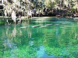 A bright day at a shallow body of water in Orange City, Florida. The water is green in colour because of the trees and flora that surround it. Orange City, Florida is a location served by Johannessen Lights.