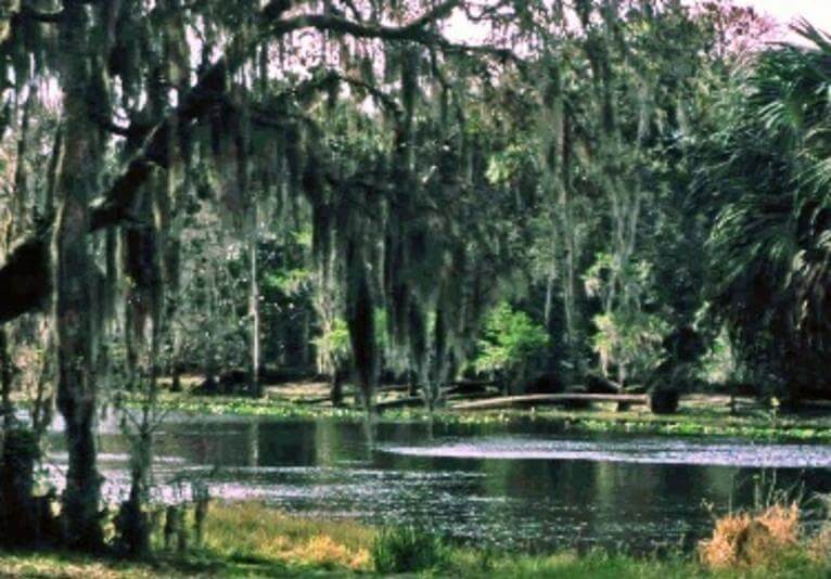 A photograph of a swamp in Osteen, Florida. Osteen, Florida is a location served by Johannessen Lights.